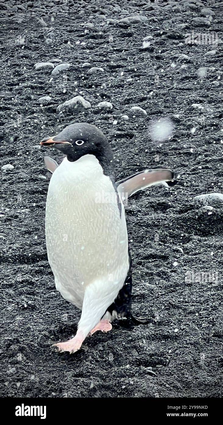 Un primo piano di un pinguino di Adélie (Pygoscelis adeliae) che cammina sulla costa rocciosa della penisola della Trinità, Antartide, durante una nevicata leggera - Immagine stock catturata con smartphone