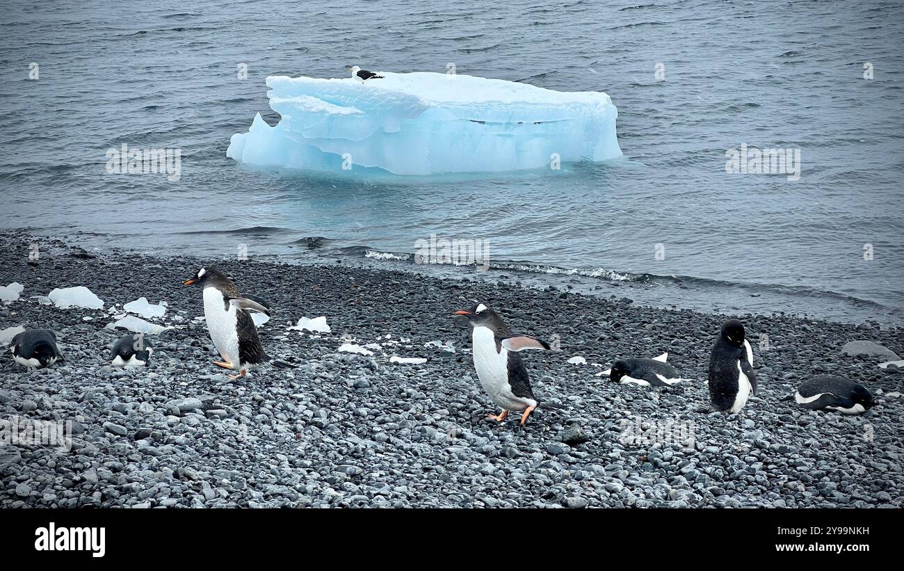 Pinguini Gentoo (Pygoscelis papua) che riposano sulla costa rocciosa della penisola della Trinità, Antartide, con un iceberg galleggiante nelle acque fredde Foto Stock