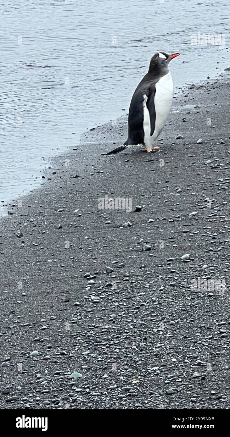 Un pinguino solitario Gentoo (Pygoscelis papua) sorge sulle coste rocciose dell'isola di Barrientos, Isole Shetland meridionali, ammirando le gelide acque antartiche Foto Stock