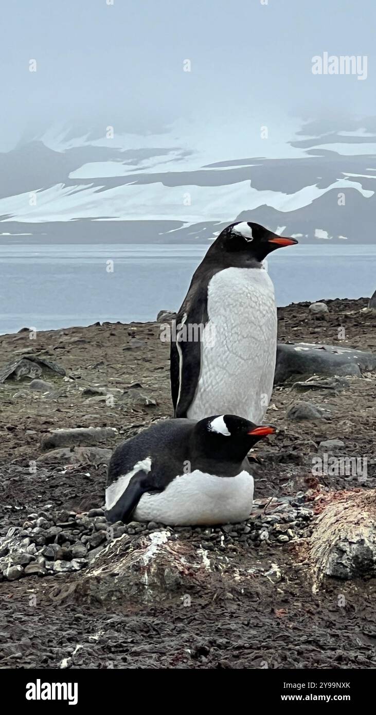 Un paio di Pygoscelis papua (pinguini di Gentoo) sull'isola di Barrientos, uno tendente al nido, mentre l'altro è di guardia nel clima freddo dell'Antartide Foto Stock