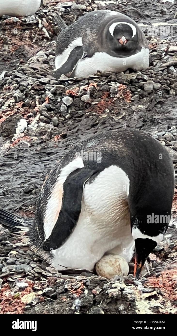 Un Pygoscelis papua (pinguino di Gentoo) tende attentamente al suo uovo su un nido roccioso sull'isola di Barrientos, in Antartide Foto Stock