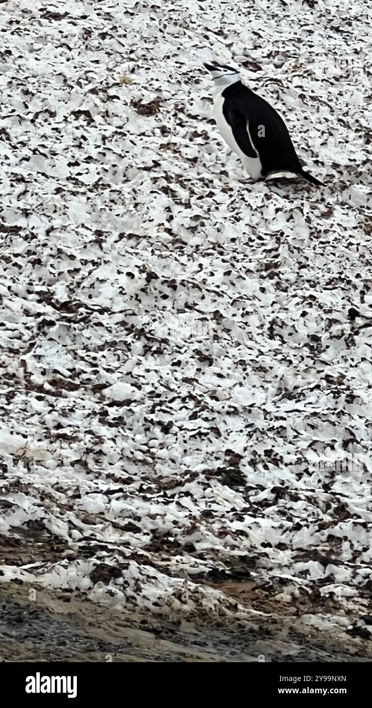 Un Pygoscelis antartide (pinguino Chinstrap) sorge su un pendio roccioso innevato sull'isola di Barrientos, Antartide, che si fonde con il paesaggio strutturato Foto Stock