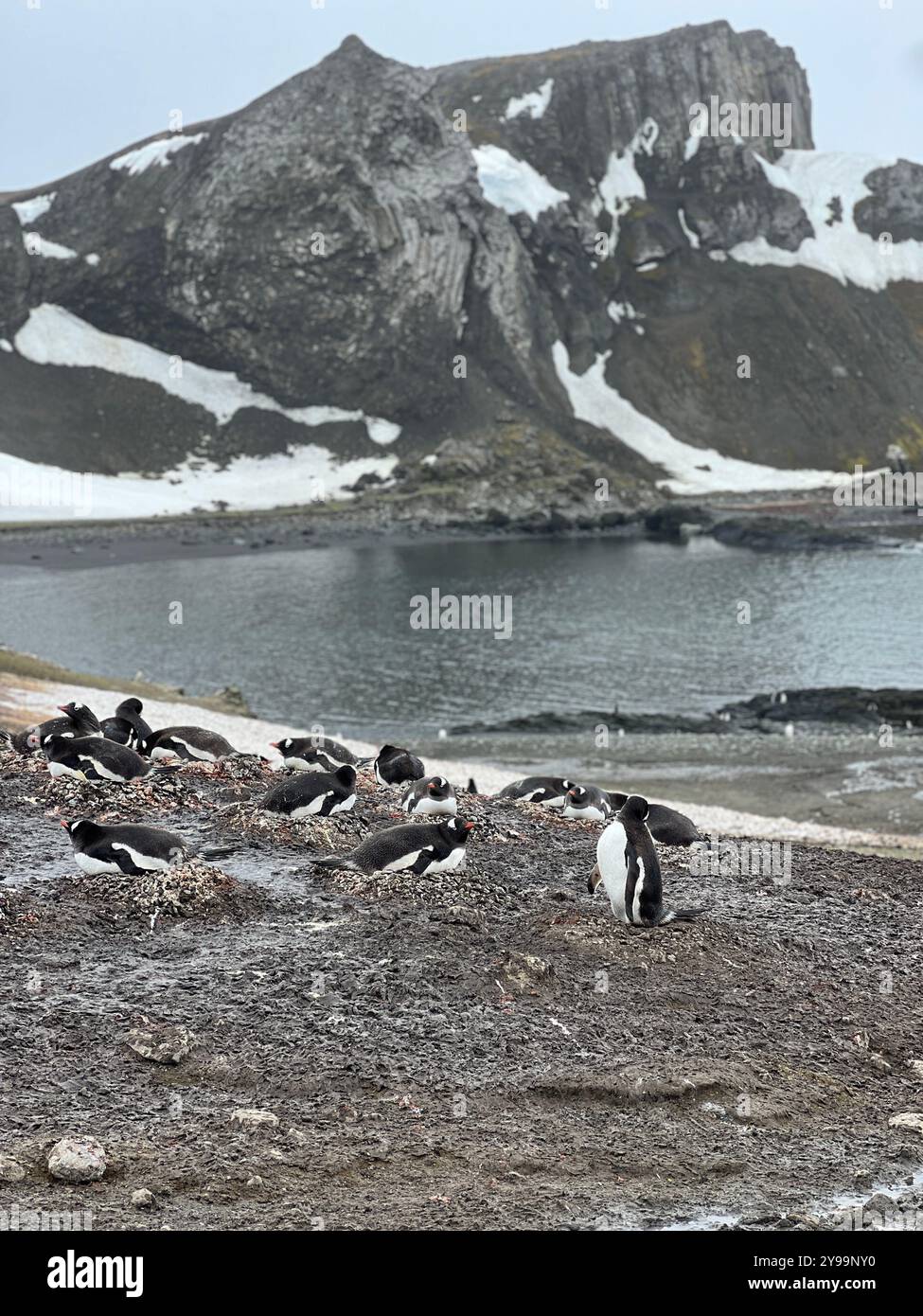 Un gruppo di Pygoscelis papua (pinguini di Gentoo) nidificato sull'isola di Barrientos, circondato da un paesaggio aspro e innevato e dalla costa rocciosa Foto Stock