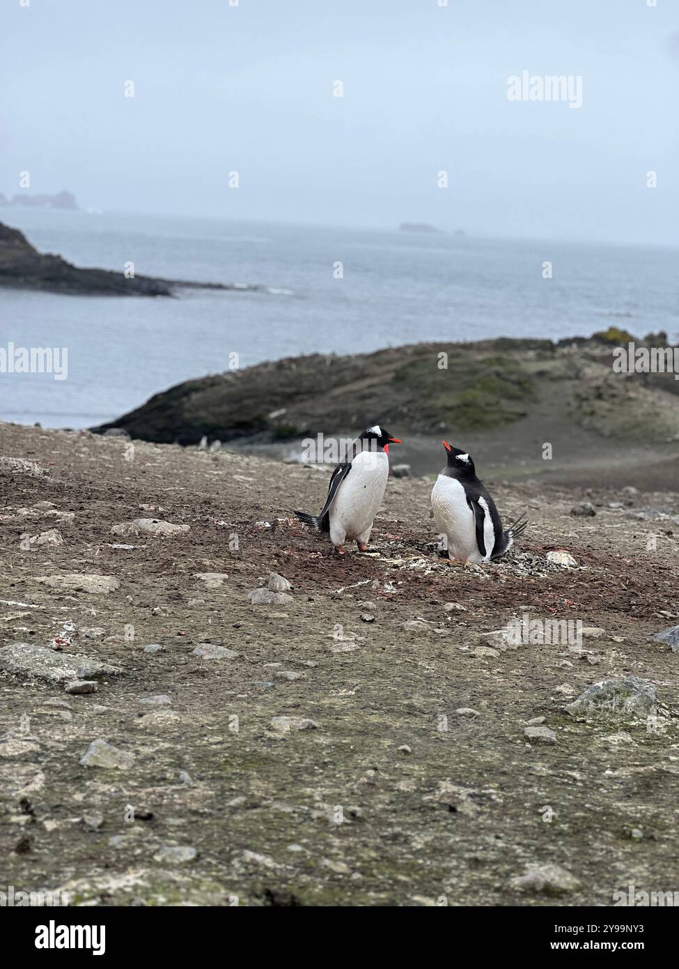 Una coppia di pinguini Gentoo in piedi accanto al loro nido su una costa rocciosa in Antartide, di fronte al mare freddo e al duro ambiente polare - Immagine stock catturata con smartphone