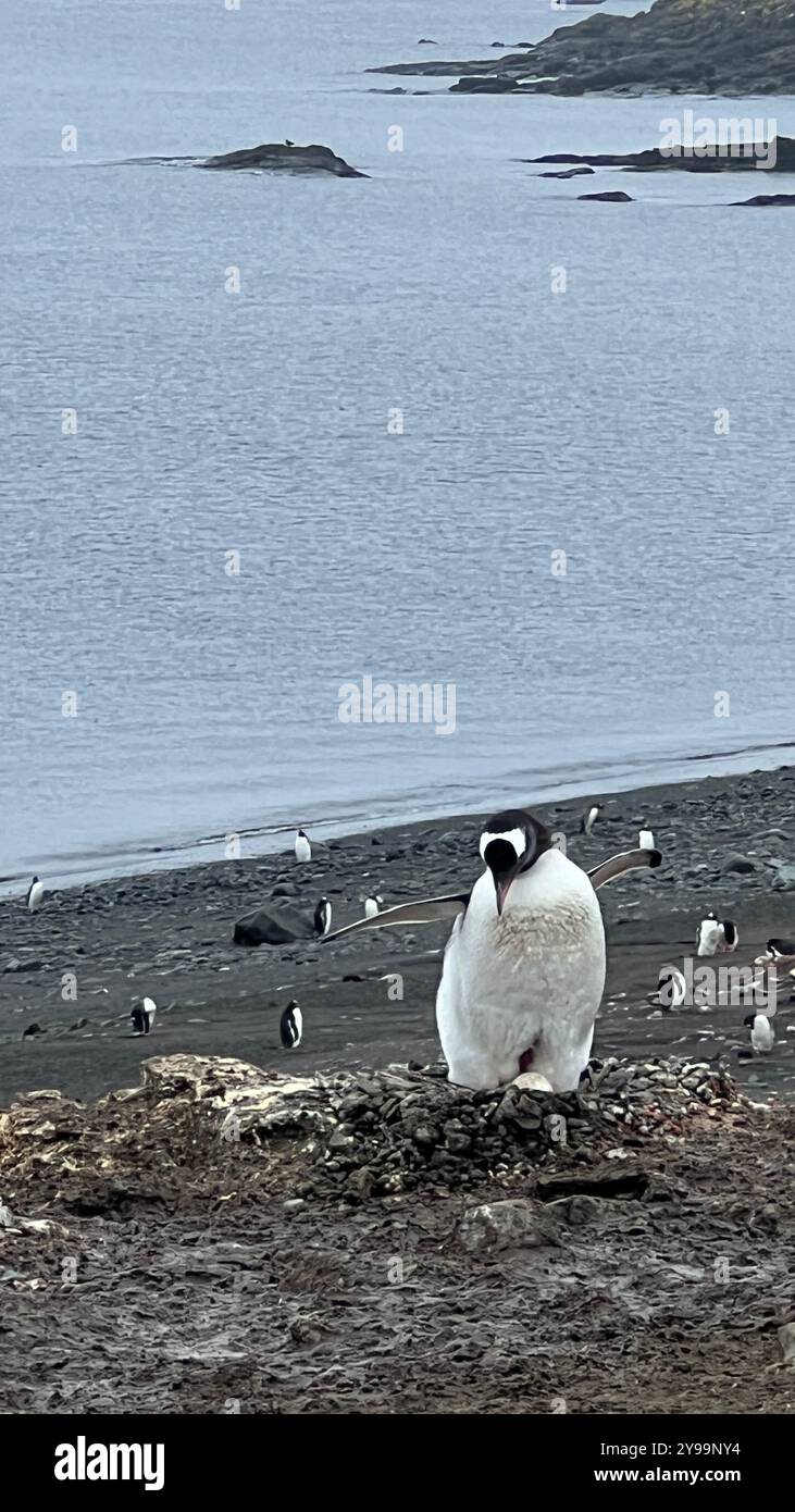 Un Pygoscelis antarcticus (pinguino Chinstrap) sorge sul suo nido sull'isola di Barrientos, in Antartide, con uno sfondo panoramico della costa rocciosa Foto Stock