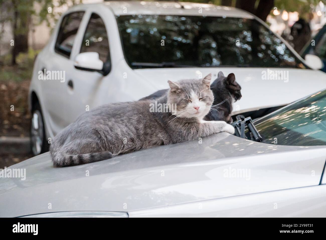 Un incantevole gatto grigio che si rilassa su un cofano auto in mezzo a lussureggianti dintorni urbani. Foto Stock