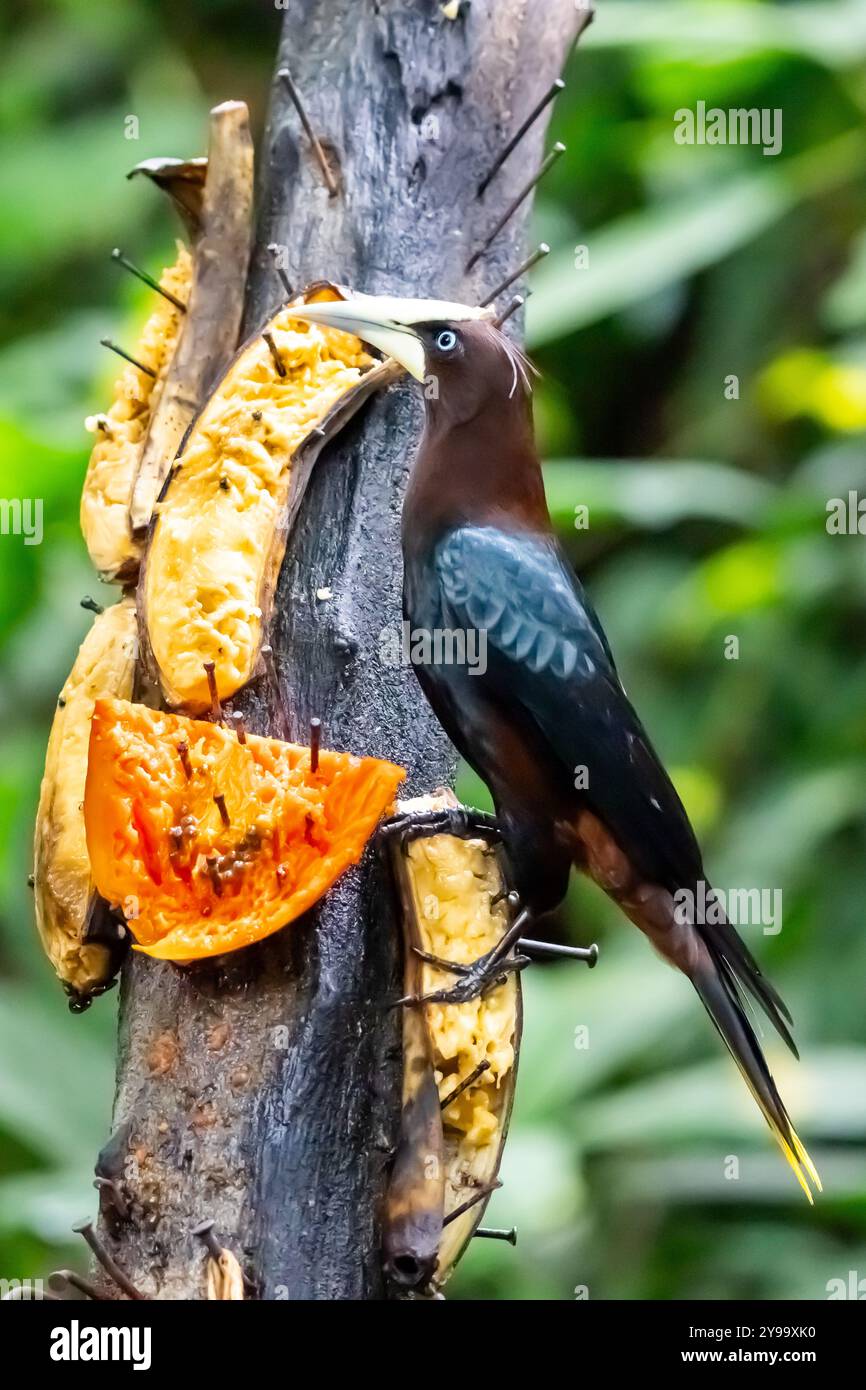 Oropendola a testa di castagno (Psarocolius wagleri) della Costa Rica Foto Stock