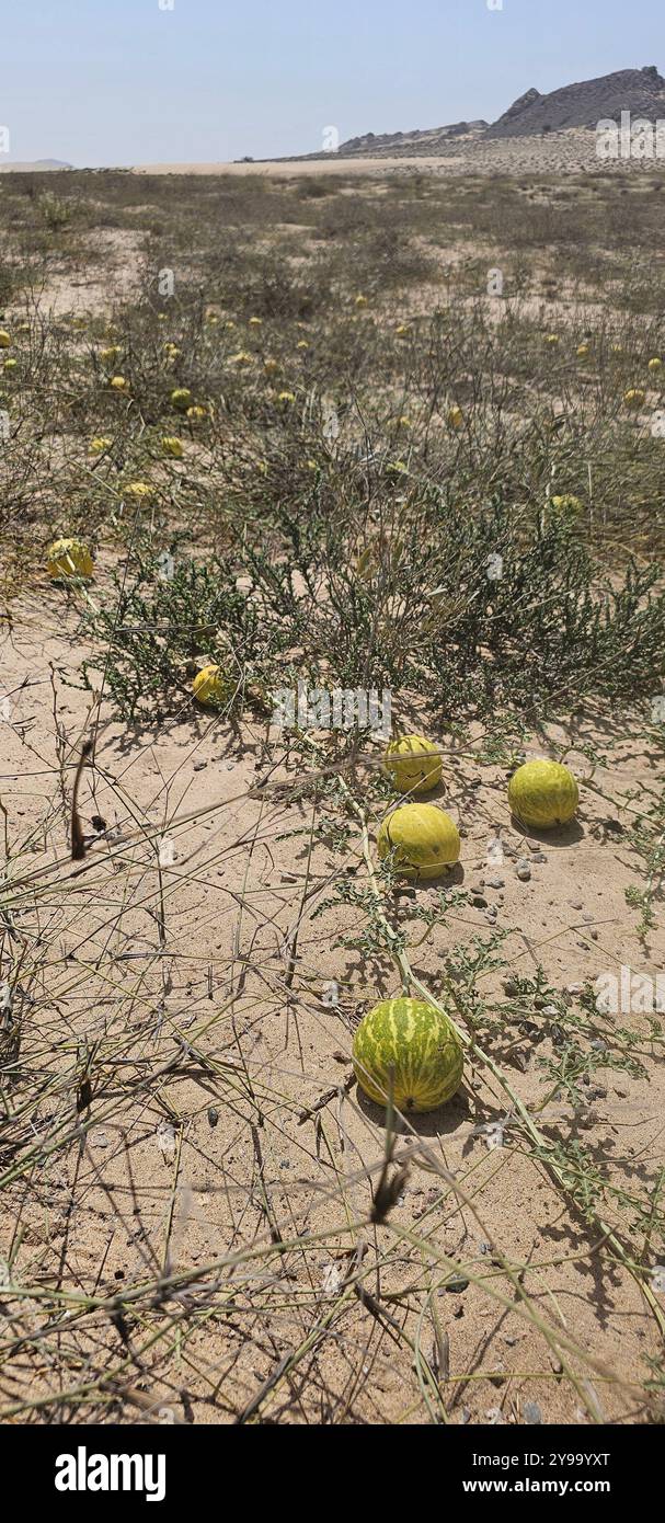 Melone selvatico, Citrullus ecirrhosus, Oman - Immagine stock catturata con smartphone