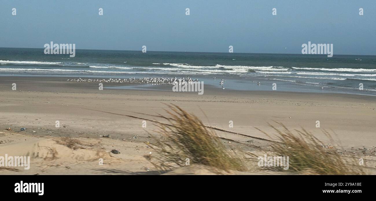 Paesaggio marino con erba lunga, Asila, Oman - Immagine stock catturata con smartphone