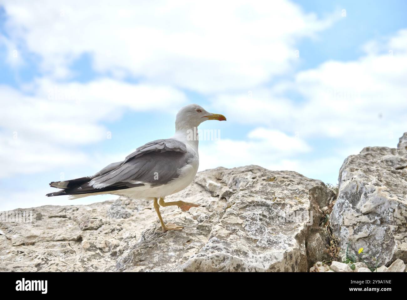 Il Seagull della fauna costiera esplora il Mare Azzurro da Rocky Precipice Cloudless Sky Sunny Weather Perfect Vacation Spot Nature Lovers Foto Stock