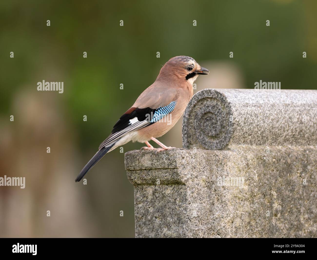 Ghiaia sul cemento [garrulus gladarius ] Foto Stock