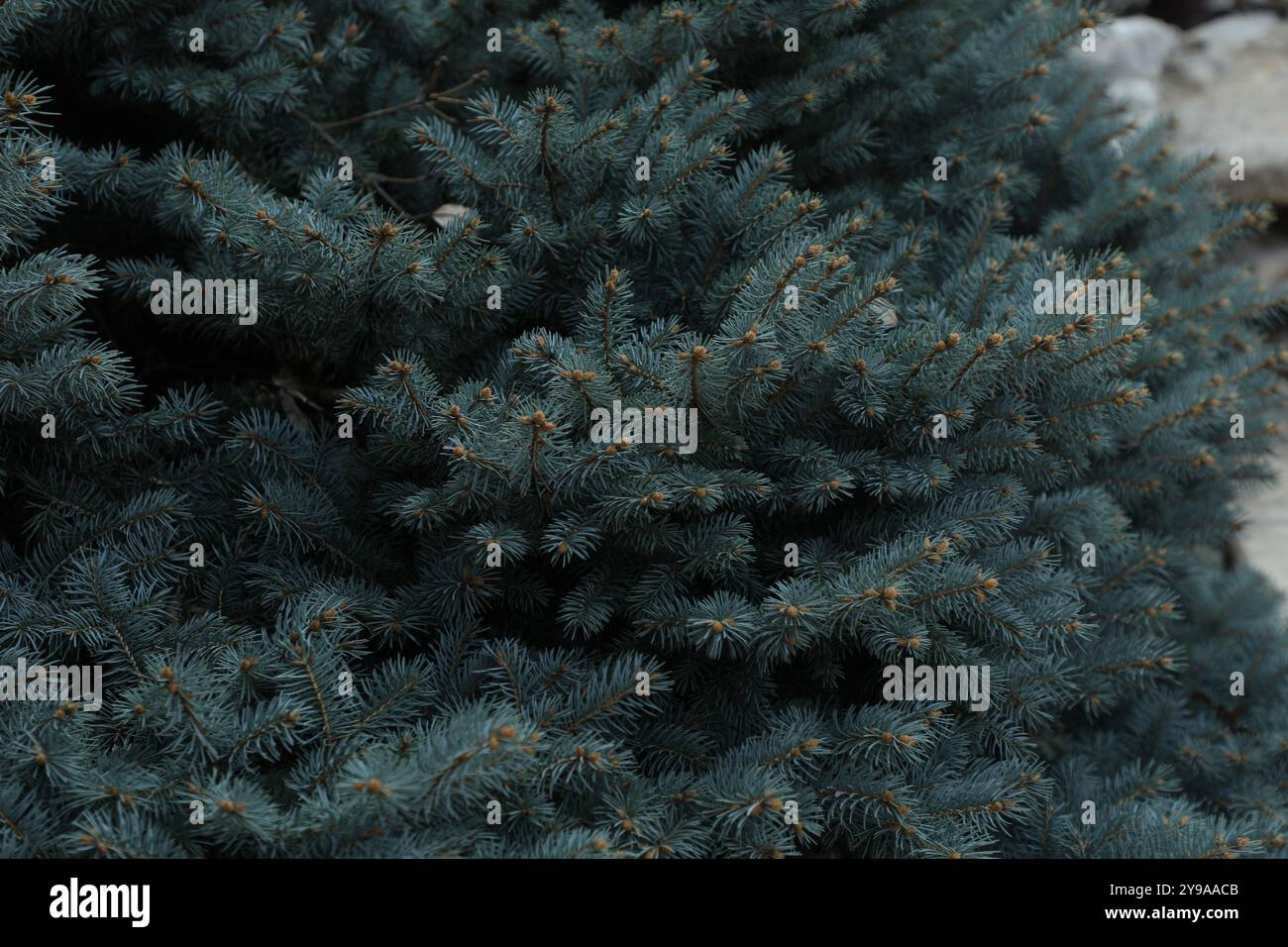 Aghi di pino Colorado Blue Spruce Bush Foto Stock