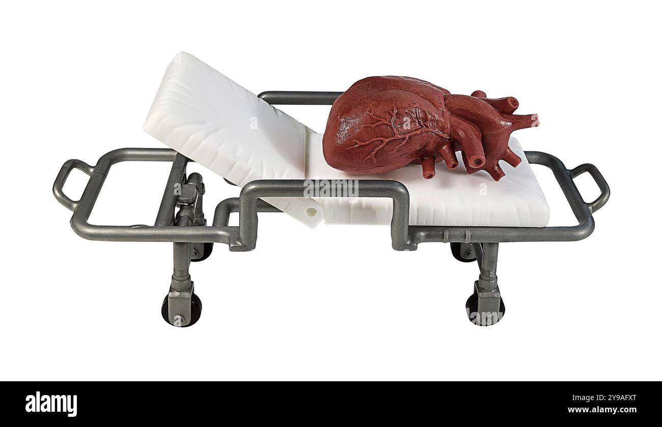 Un modello del cuore umano su una barella ospedaliera Foto Stock