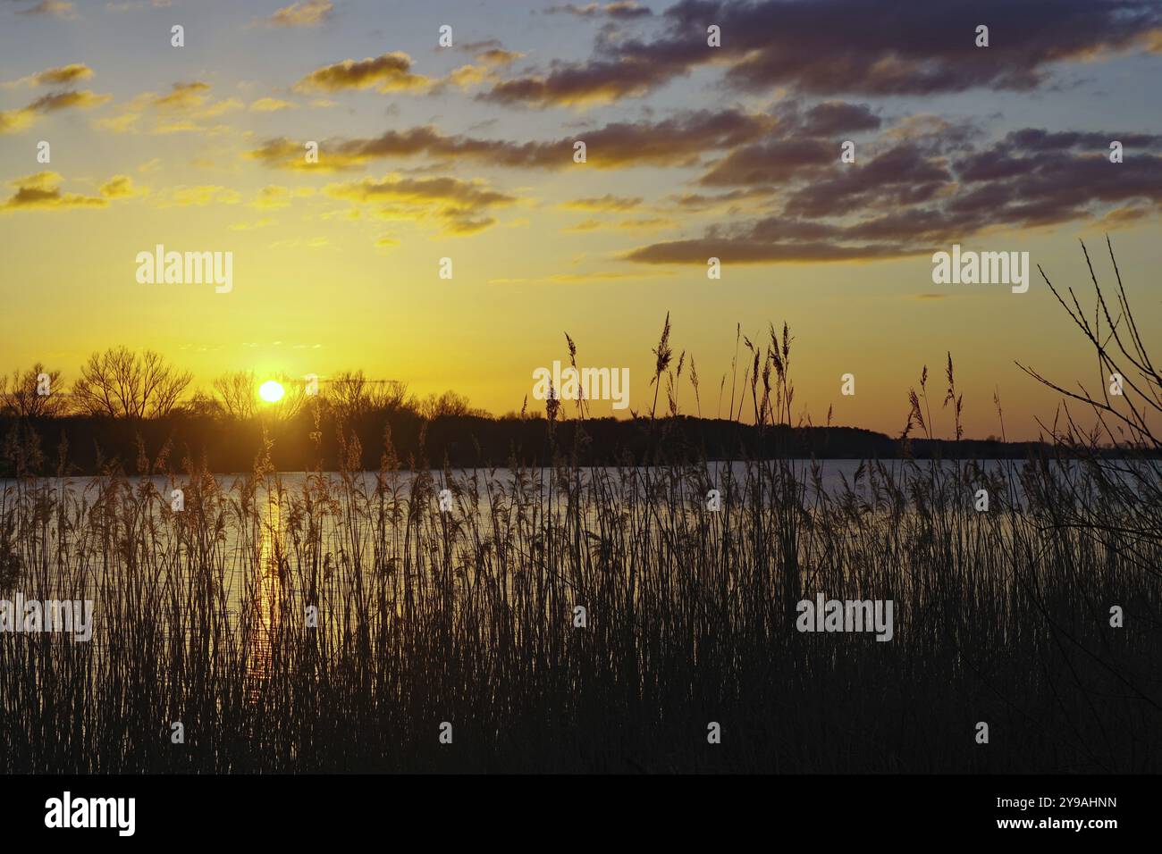 Tramonto su un lago con canne in primo piano e cielo colorato, lago Gartow, Gartow, Wendland, bassa Sassonia, Germania, Europa Foto Stock