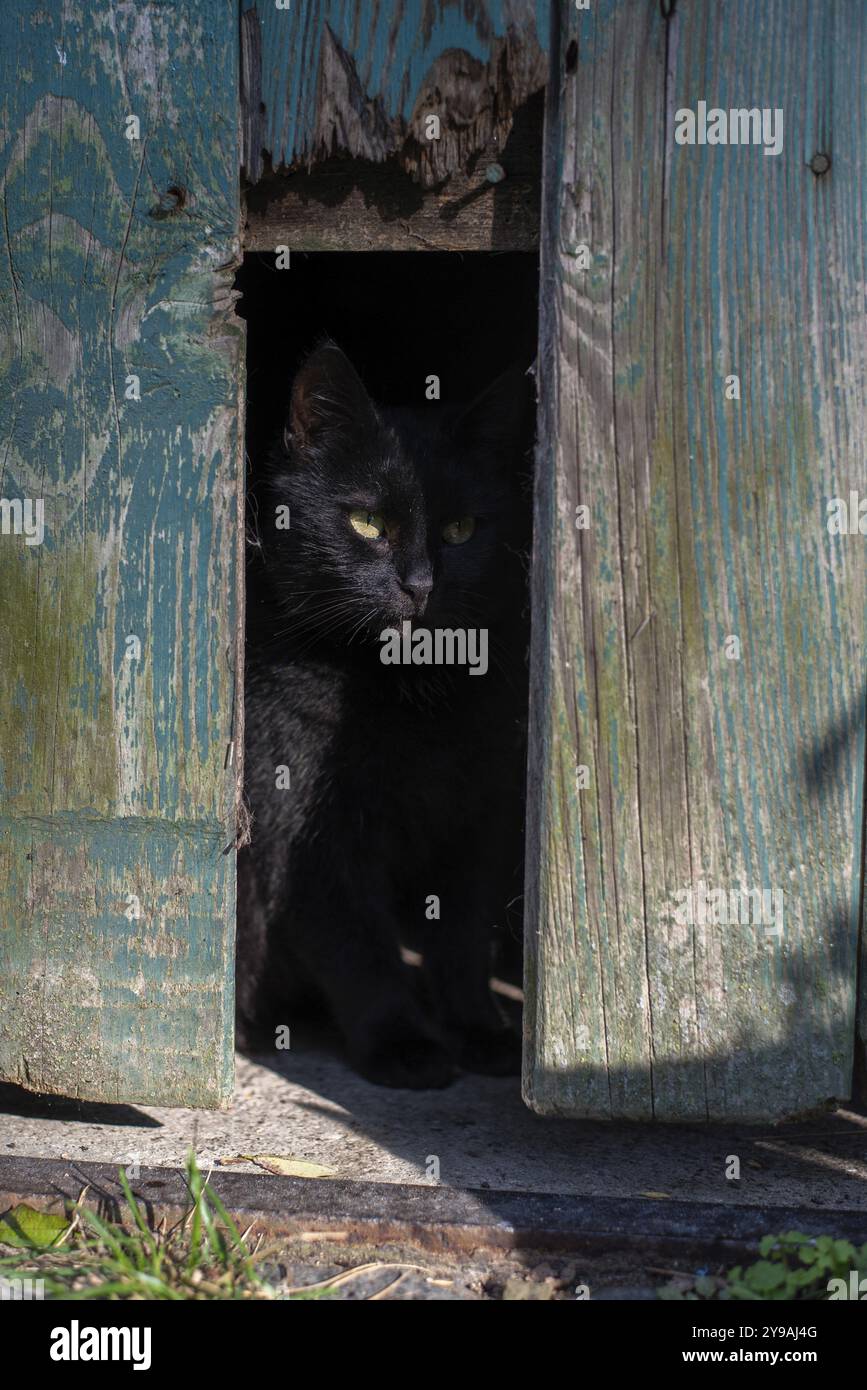 Un gatto nero guarda fuori da un granaio, la Germania, l'Europa Foto Stock
