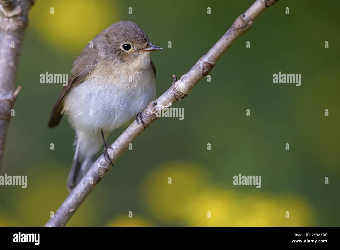 Little Flycatcher, rare songbird, (Ficedula parva), Europa, Germania, Heligoland Island, genere di Cave Flycatcher, sito di arrocco, Heligoland, Schleswig Foto Stock