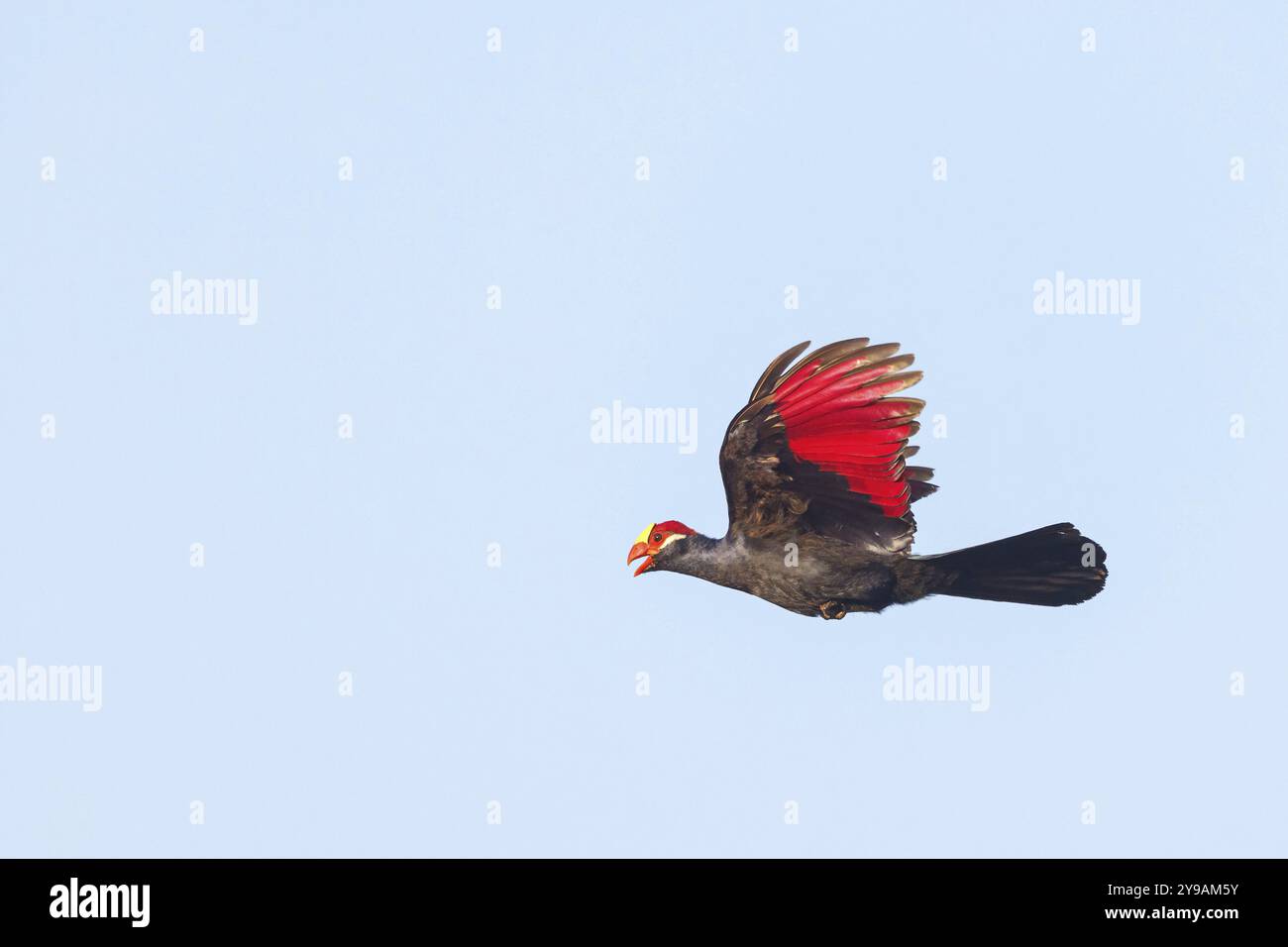 Shield turaco, mangiatore di maiali, uccello forestale (Tauraco violaceu), Africa, Gambia, Brufut, Brufut Woods, Brufut, South Bank, Gambia, Africa Foto Stock