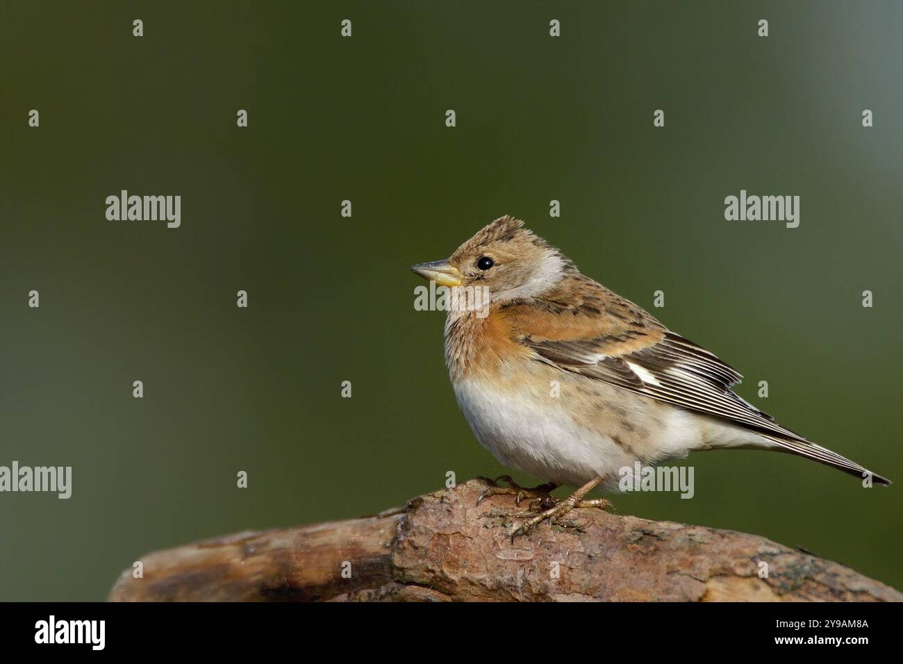 Brambling femminile in Ritratto di brambling femminile Foto Stock