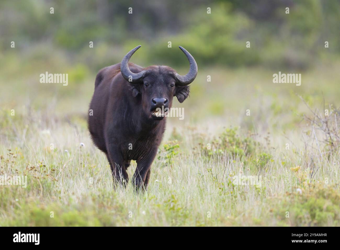 African Buffalo, Cape Buffalo, (Syncerus Coffer), Buffalo, Africa, Sudafrica, KwaZulu-Natal, Mammal, iSimangaliso Wetland Park, St. Lucia, Africa Foto Stock