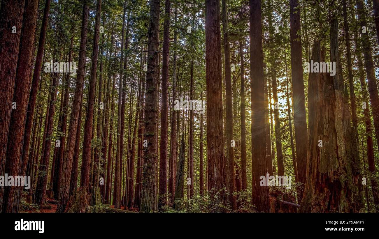 Il sole splende attraverso gli alberi Foto Stock