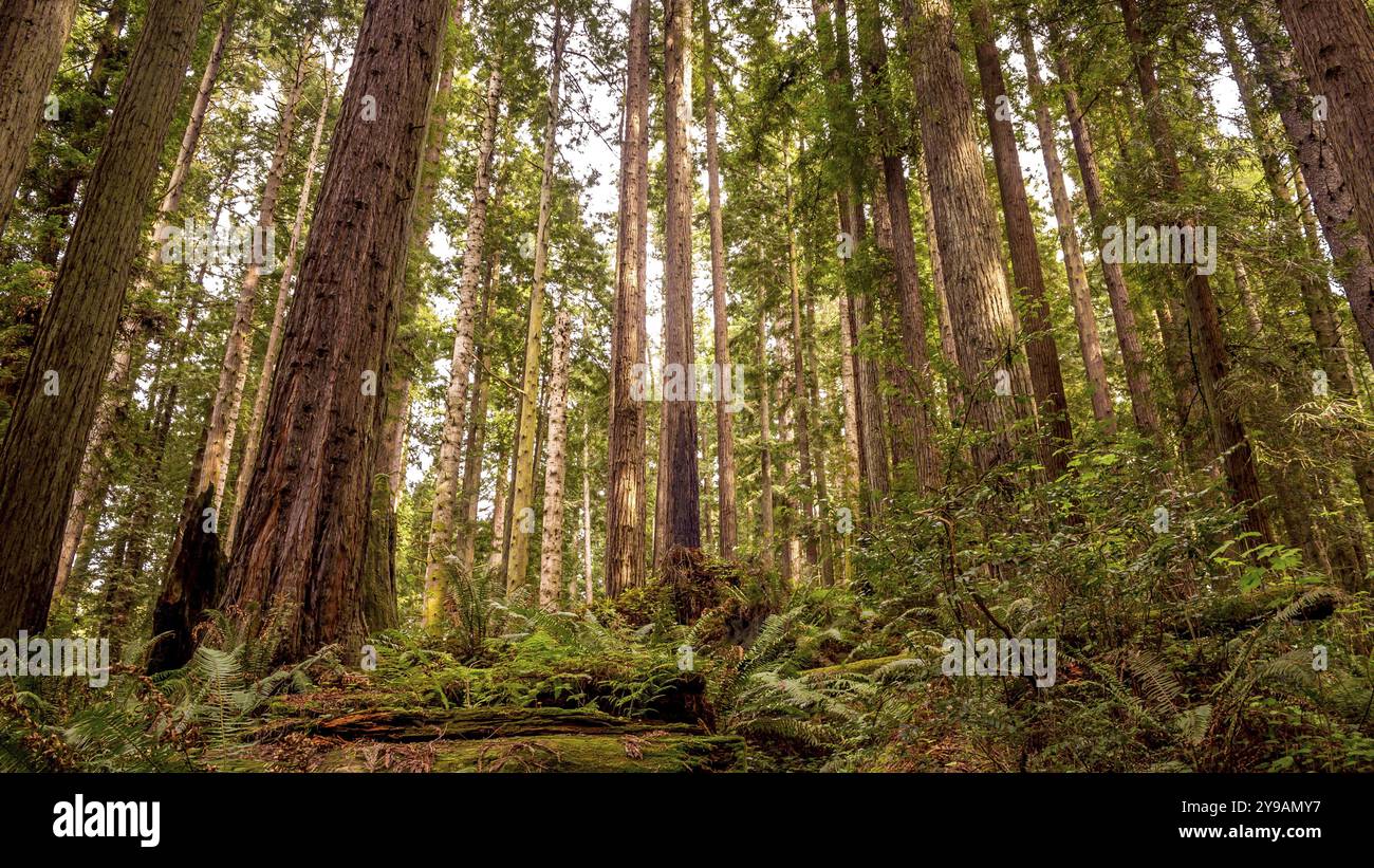 Una splendida foresta di sequoie nel nord della California, degli Stati Uniti, del Nord America Foto Stock