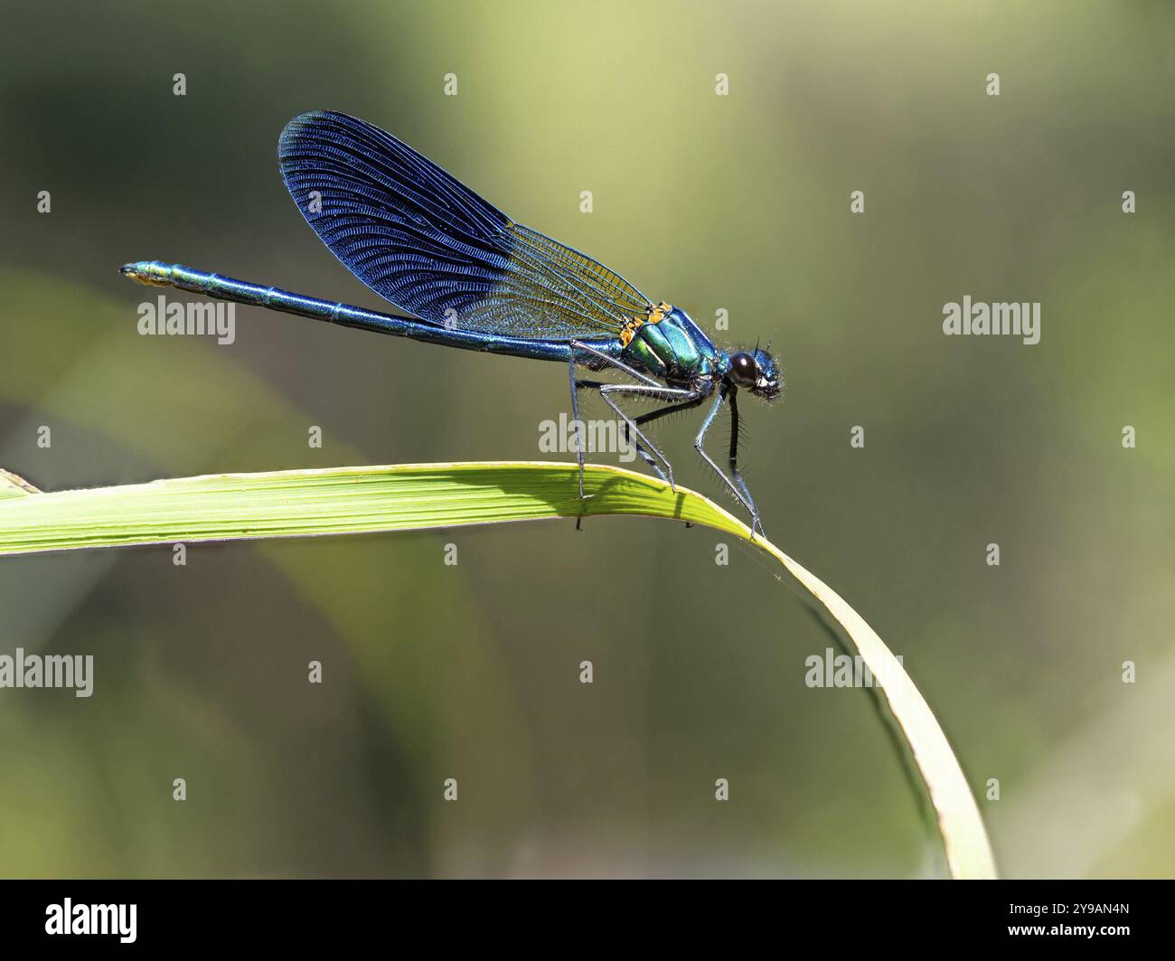 Damigella alata blu, libellula, damigella comune, insetto, insetto, (Calopteryx virgo), Lesbo, Grecia, Europa Foto Stock