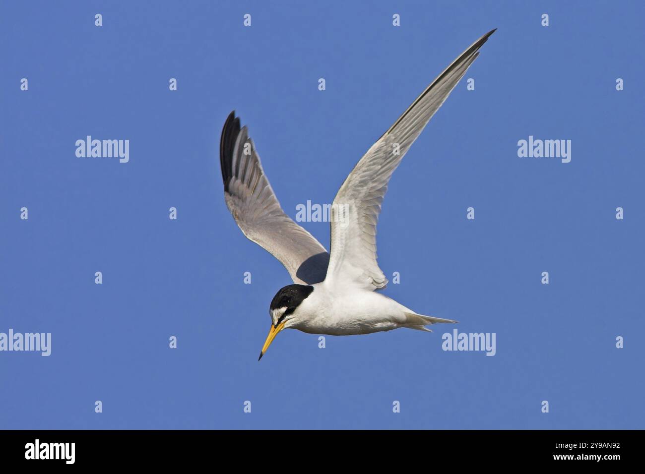 Little Tern, (Sterna albifrons), a caccia di prede, cielo blu, Europa, Grecia, Isola di Lesbo, saline Kalloni, Lesbo, Grecia, Europa Foto Stock