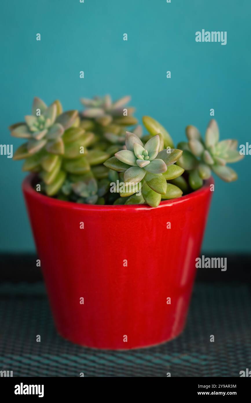 Sedum succulenta pentola rossa vera pianta in vaso per la decorazione pianta domestica decorativa Foto Stock