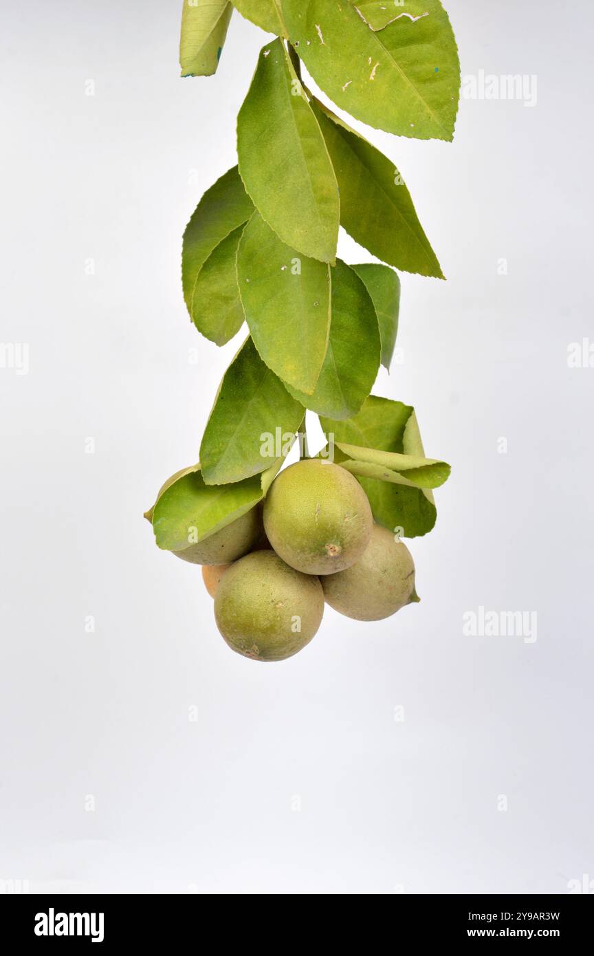 Rametto di calce verde fresca (Citrus aurantiifolia) su sfondo bianco Foto Stock