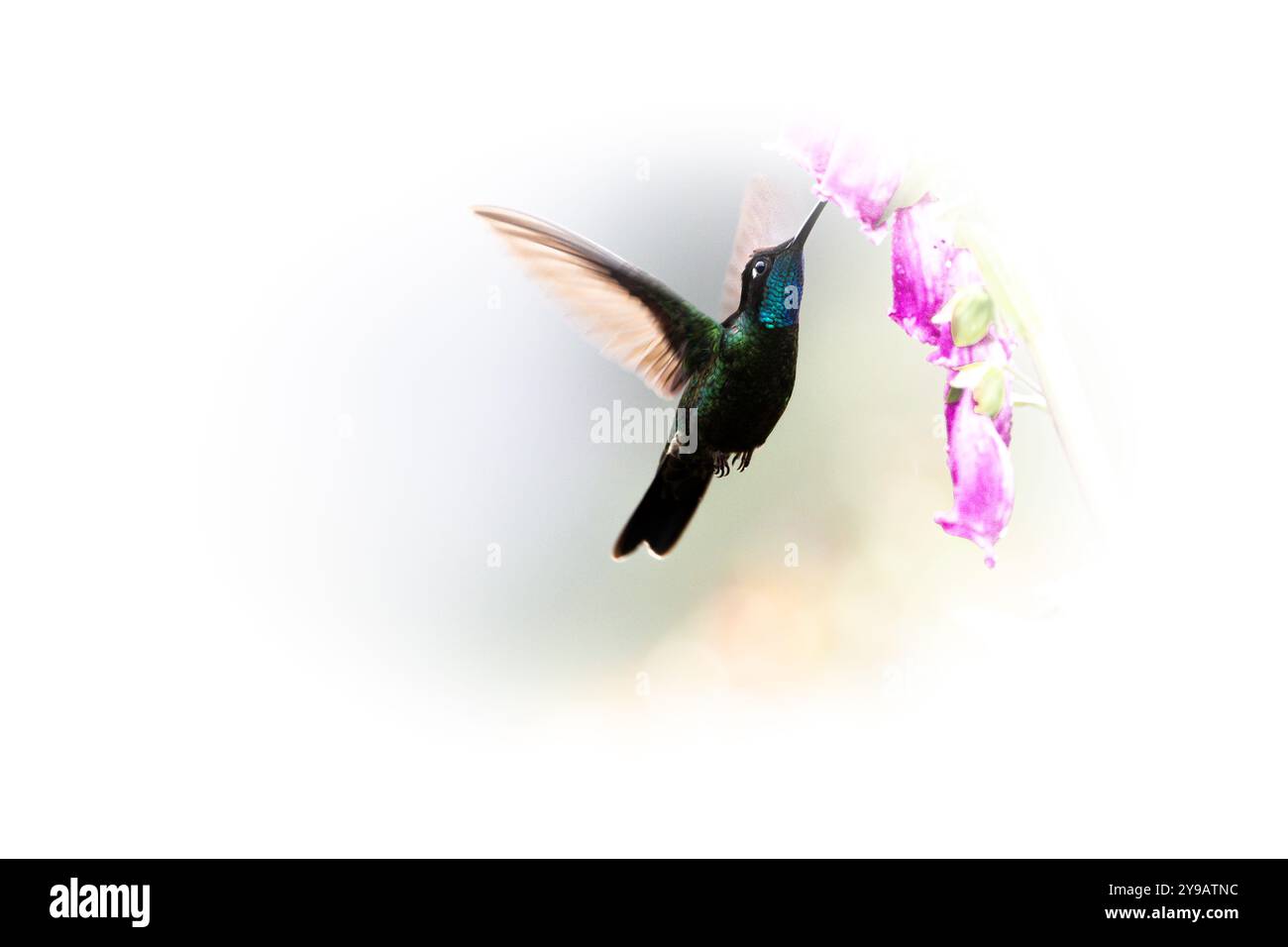 Colibrì dalla gola ardente (Panterpe insignis) della Costa Rica Foto Stock