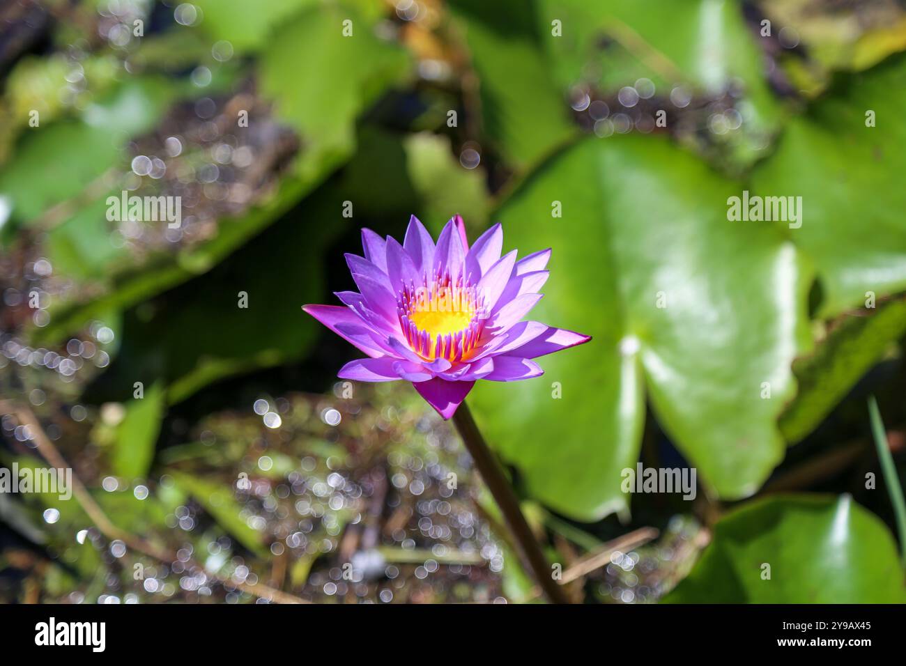 Nymphaea capensis, un fiore di giglio d'acqua viola che fiorisce nel laghetto da giardino Foto Stock