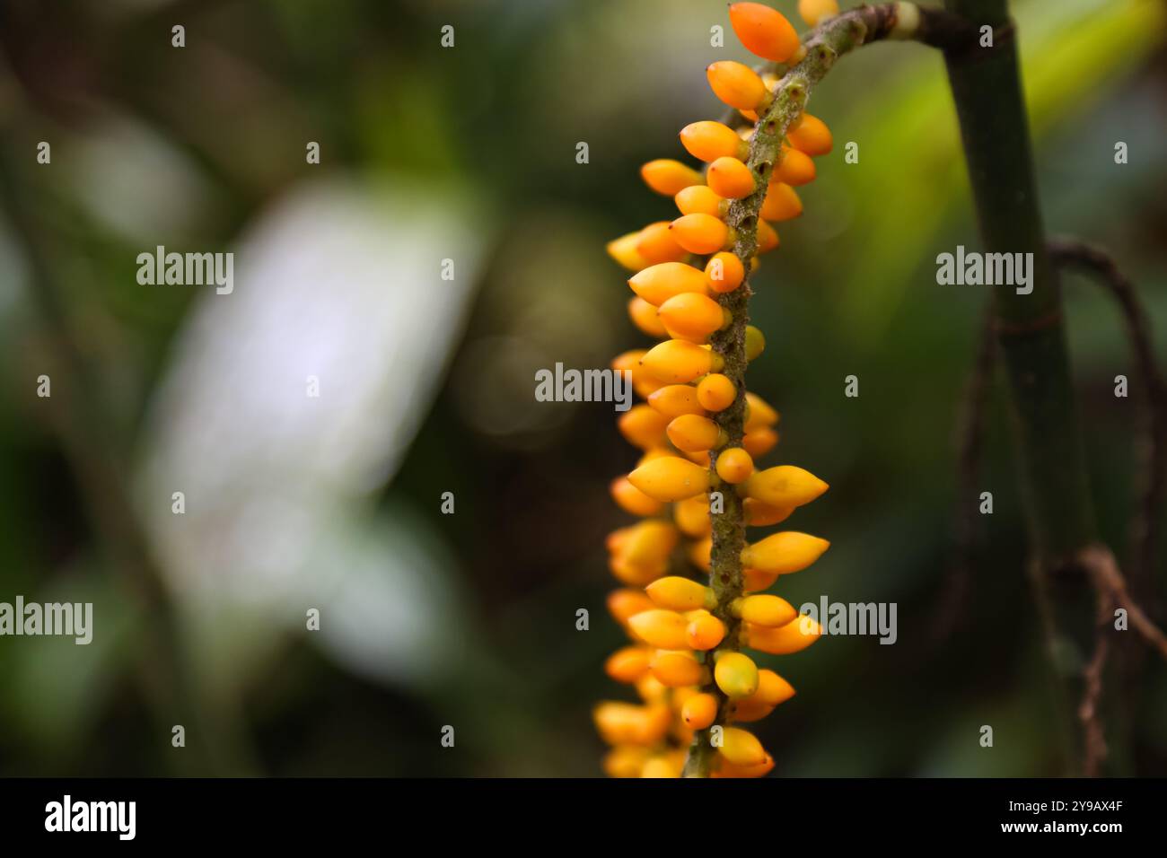Un primo piano di Pinanga Pilosa gialla, una specie autoctona di questa specie è il Borneo. È un arbusto e cresce principalmente nel bioma tropicale bagnato. Foto Stock