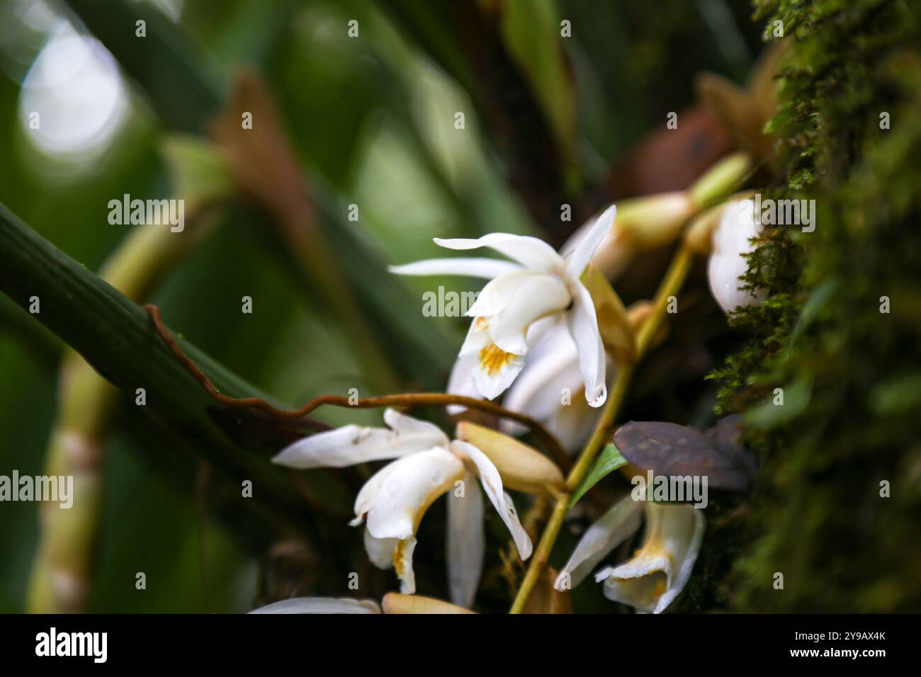 Un primo piano di Orchidea bianca (Coelogyne papillosa). Messa a fuoco selettiva Foto Stock