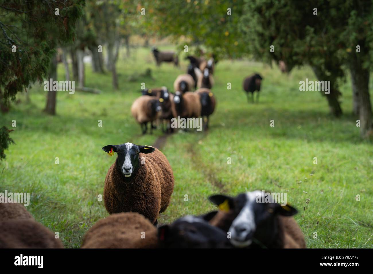 Fila di pecore che cammina su un campo erboso tra gli alberi. Vista posteriore di un gregge di pecore che cammina in linea verso la telecamera. Messa a fuoco selettiva. Foto Stock