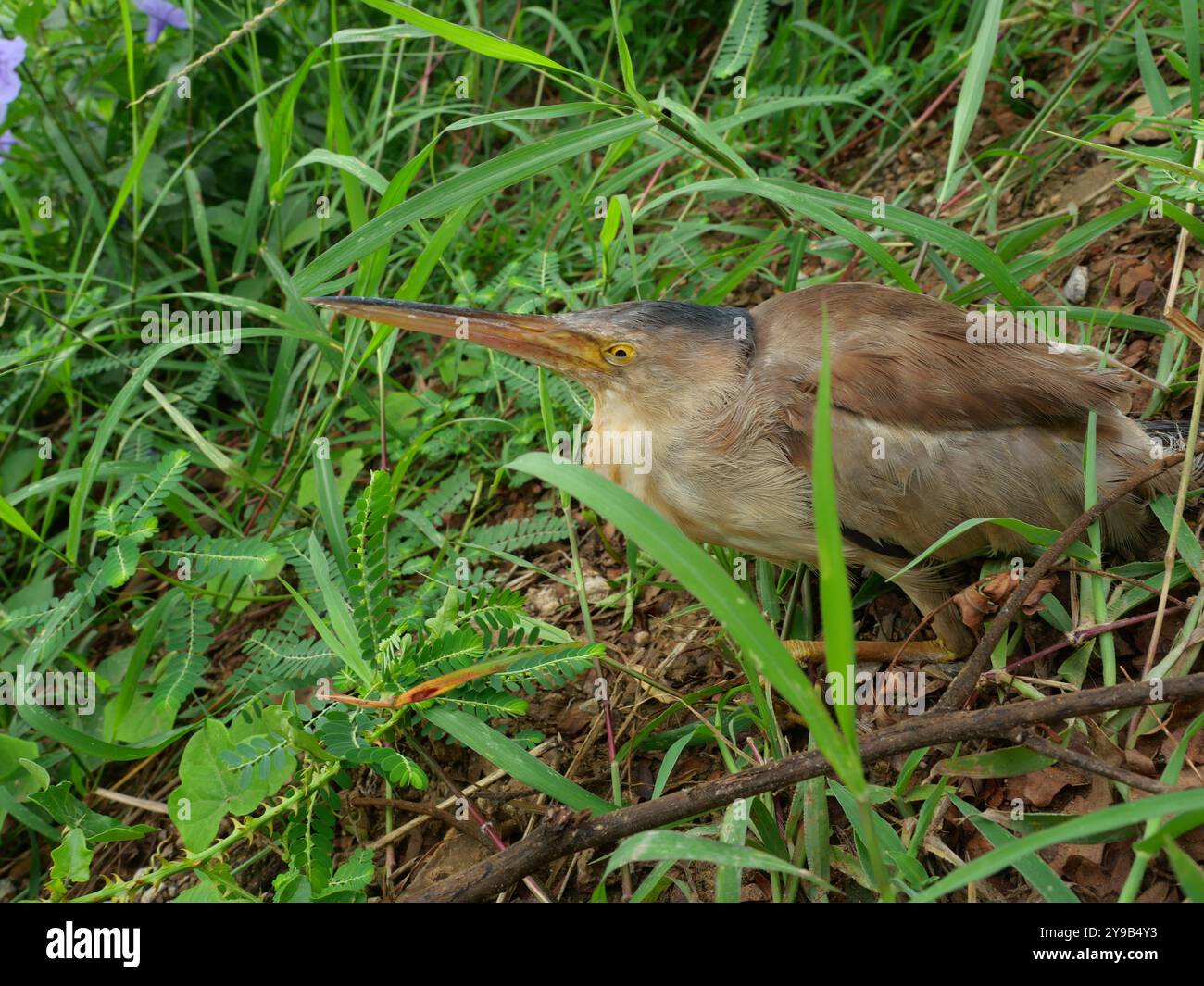 Uccello giallo Bittern su terra sterrata nei cespugli della foresta, il modello marrone e giallo dell'egret in Thailandia Foto Stock