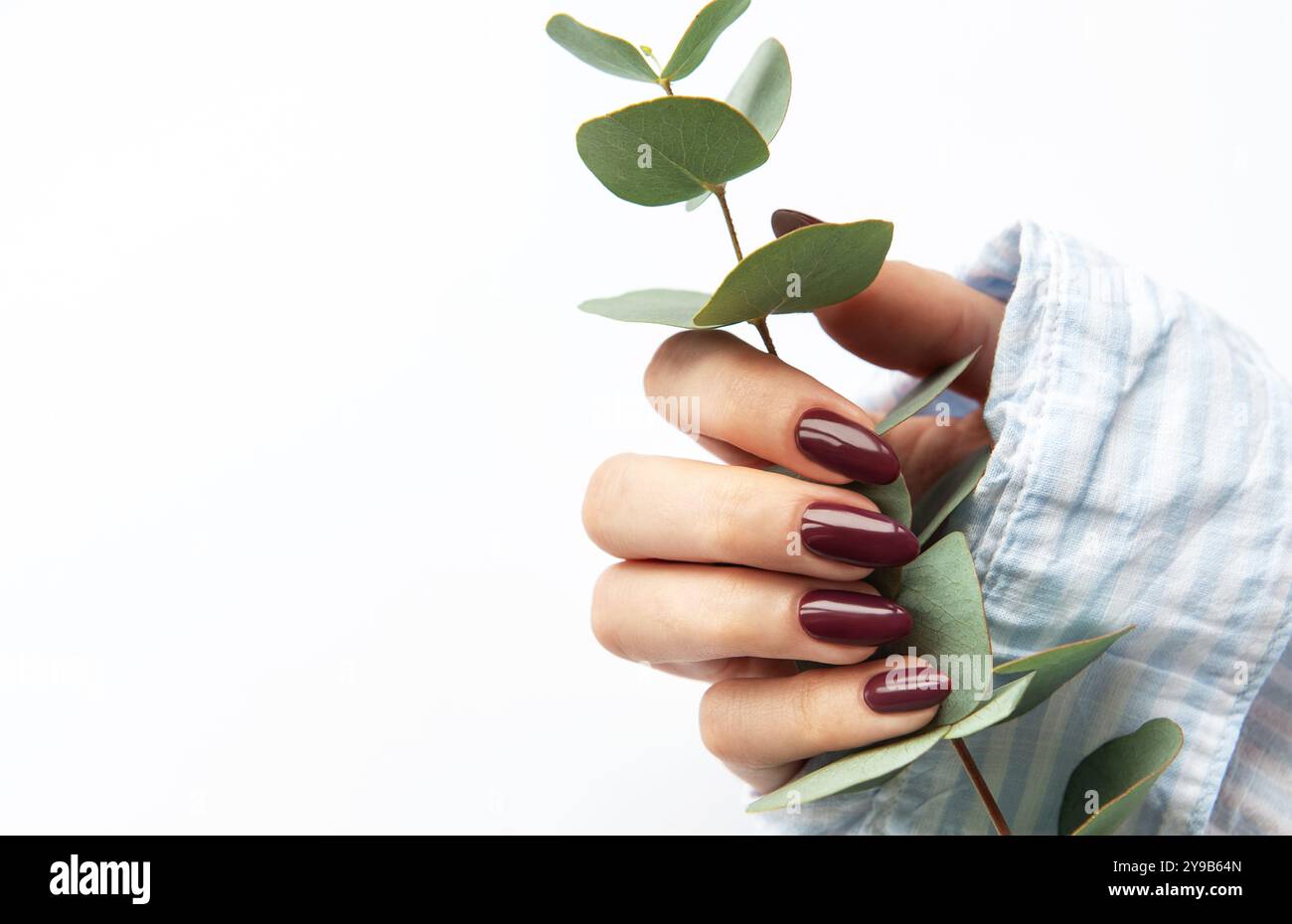 Una mano con lunghe e lucide unghie Bordeaux contiene un rametto di eucalipto fresco, che contrasta splendidamente con uno sfondo leggero e sereno, evocando un senso di CA Foto Stock