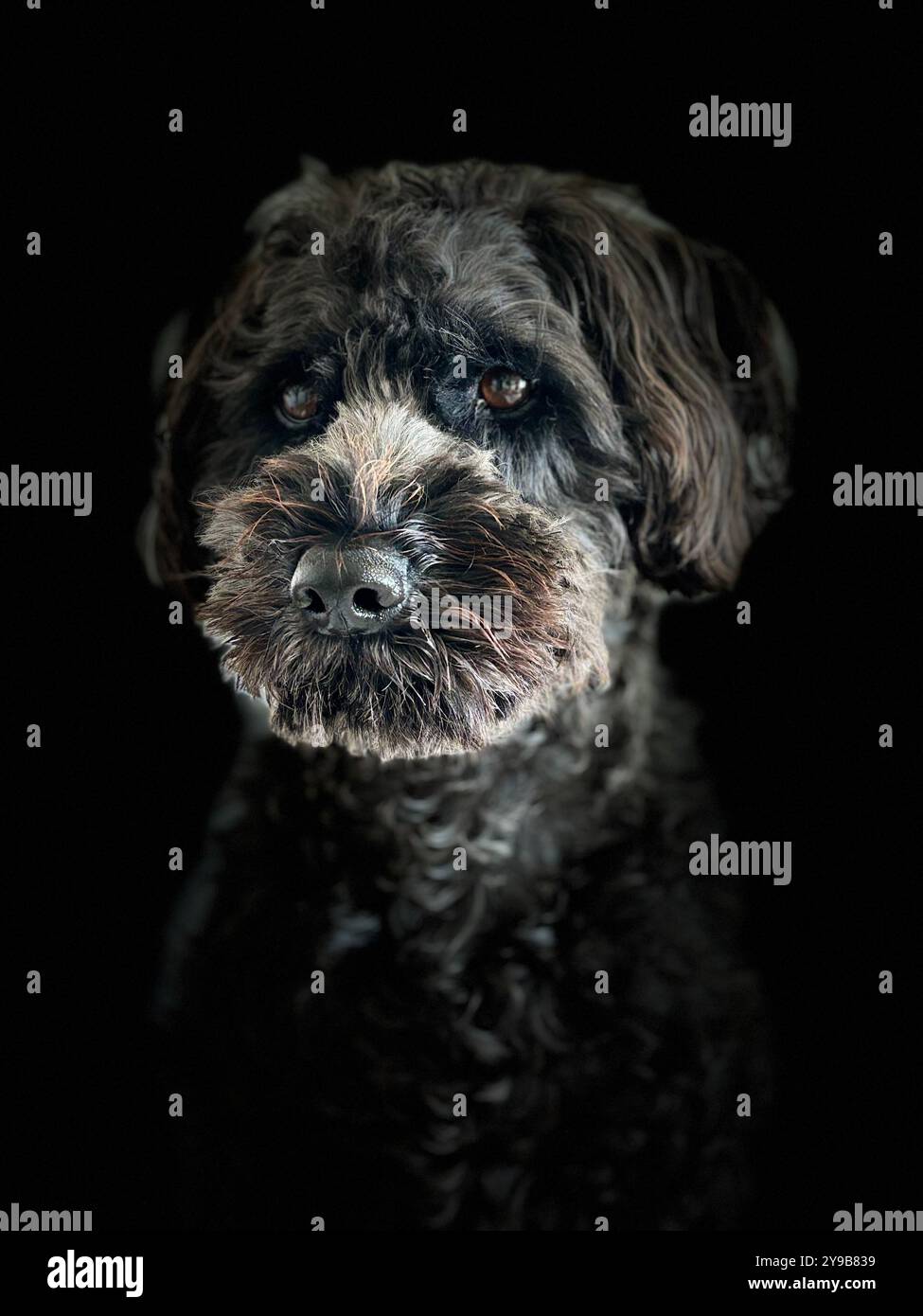 Ritratto cane Schnoodle nero - Immagine stock catturata con smartphone