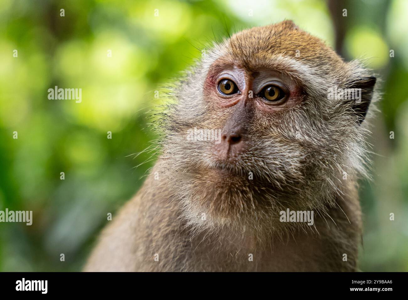 Testa di scimmia selvatica da vicino nella giungla Foto Stock