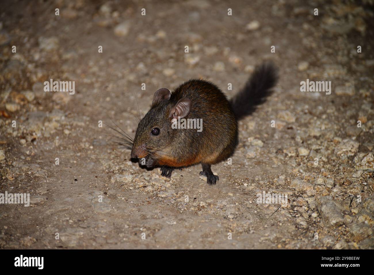 Ratto della Foresta Rossa di pianura (Nesomys lambertoni), specie di ratto endemico del Madagascar Foto Stock
