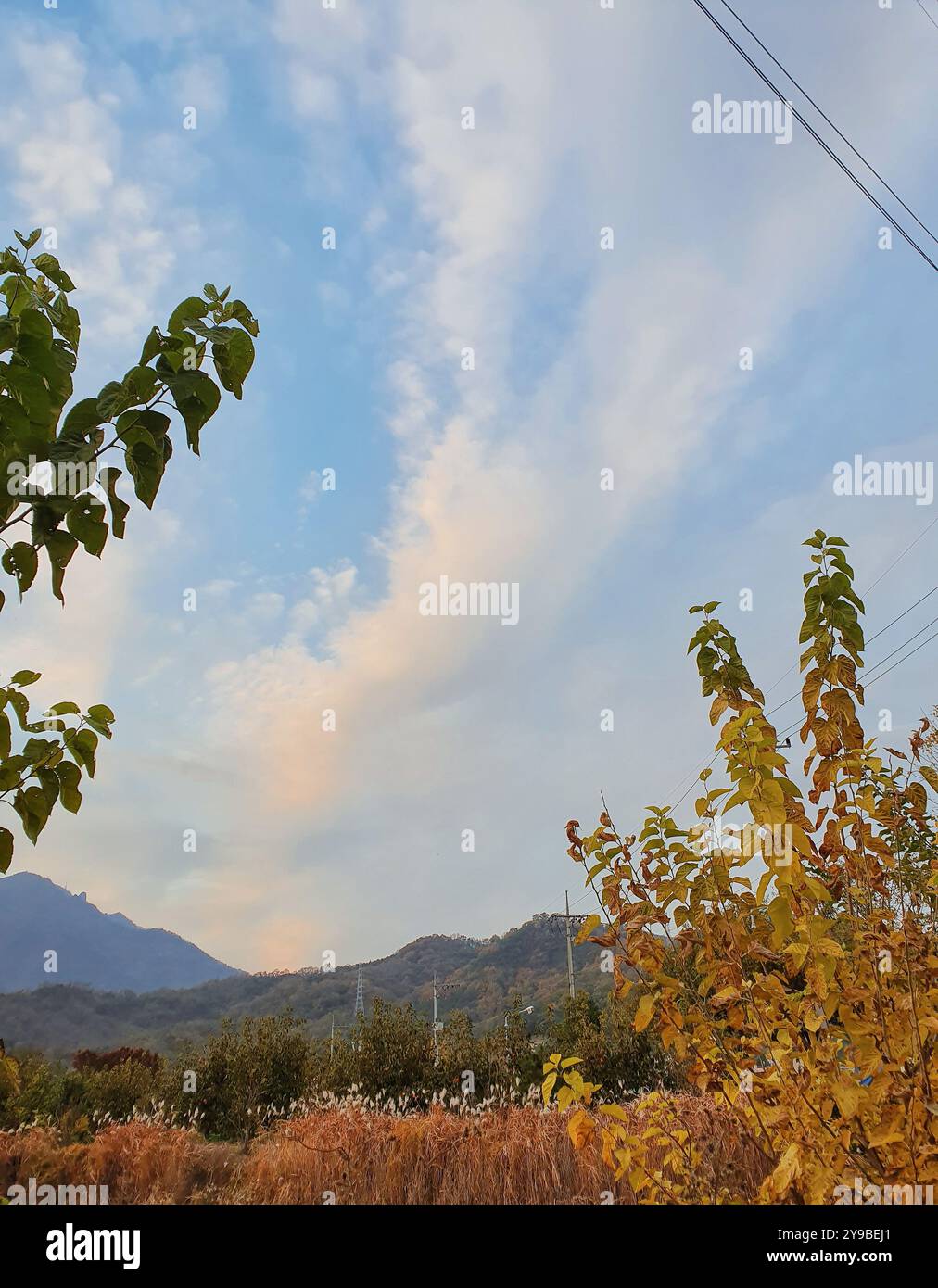 Fogliame autunnale nel cielo blu autunnale - Immagine stock catturata con smartphone