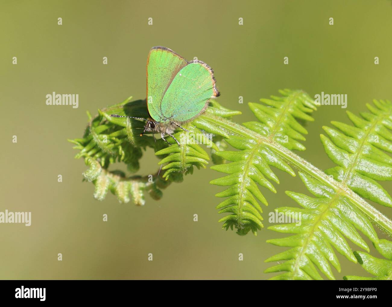 Green HairStreak su Bracken - Callophrys rubi Foto Stock