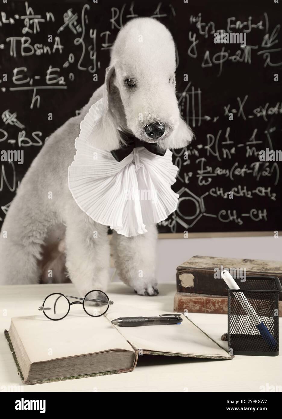Il cane scienziato di razza Bedlington Terrier seduto al tavolo di fronte alla lavagna Foto Stock