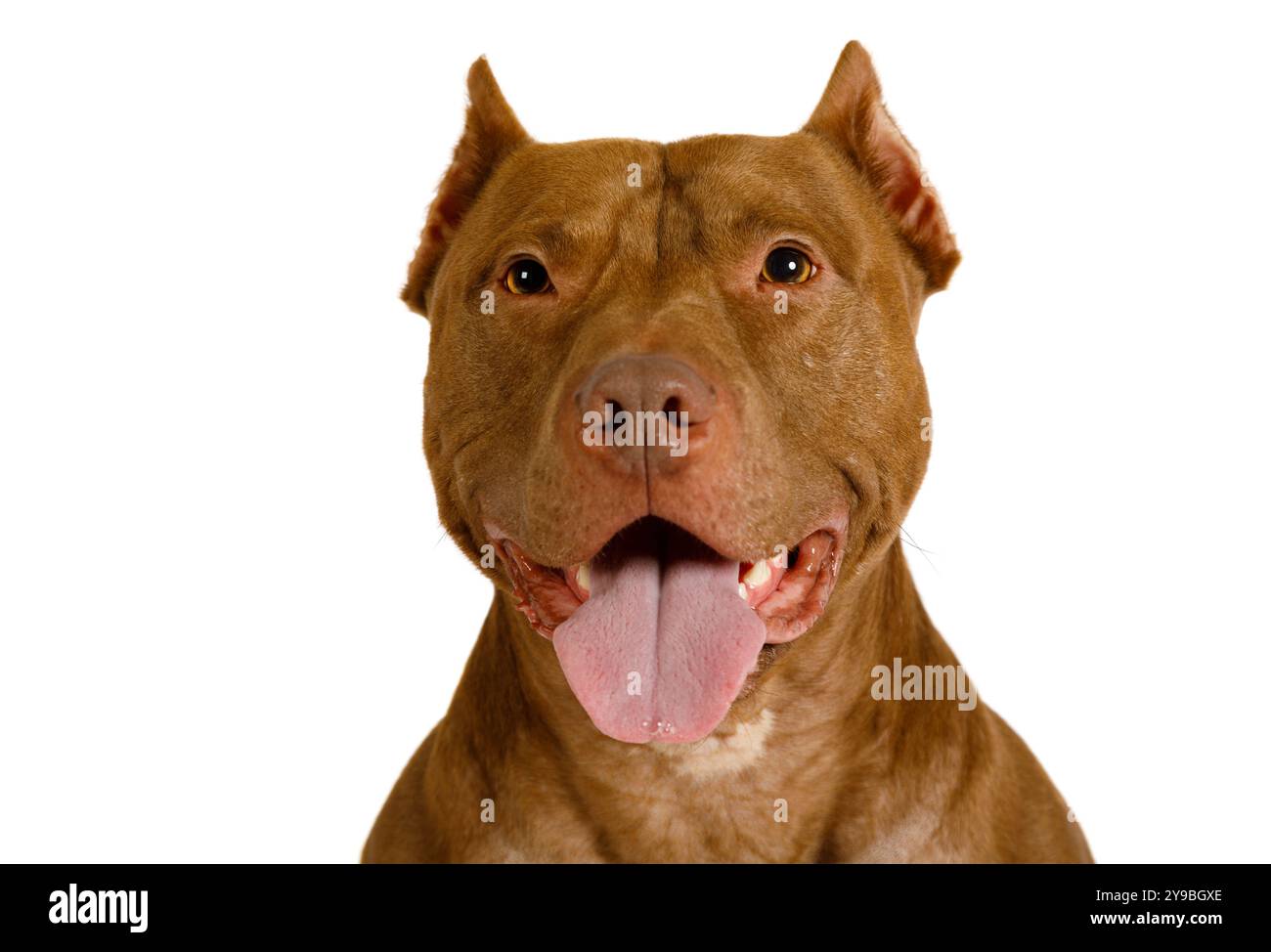 Ritratto di un carino cane americano Pit Bull Terrier su sfondo bianco Foto Stock