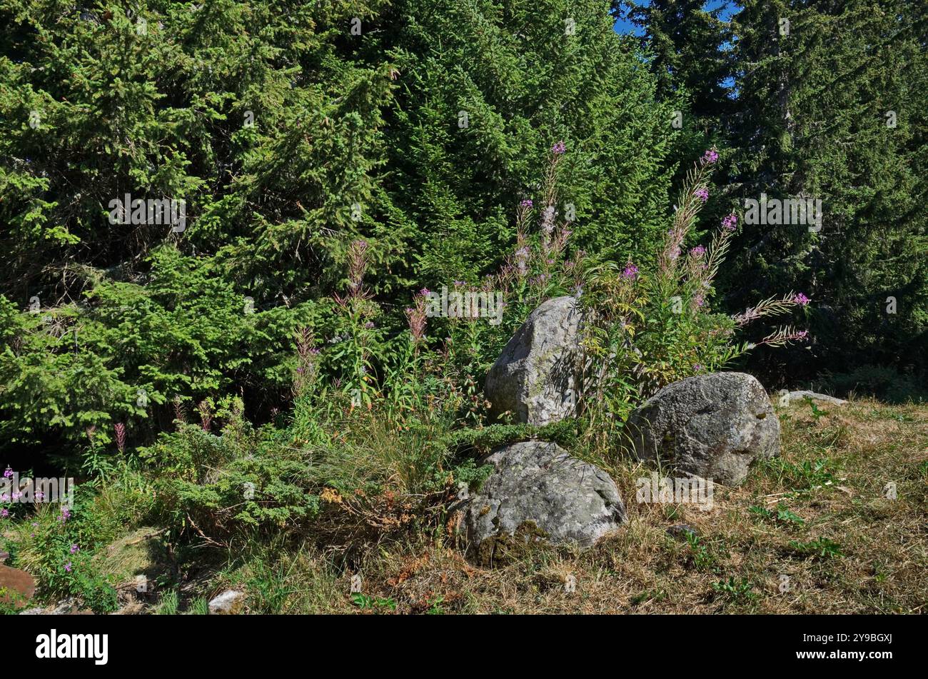 Parte di un prato di foresta con un fiore di montagna rosa selvatico in un'antica foresta di conifere, il monte Vitosha, Bulgaria Foto Stock