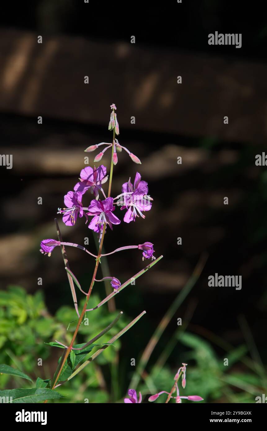 Parte di un prato di foresta con un fiore di montagna rosa selvatico in un'antica foresta di conifere, il monte Vitosha, Bulgaria Foto Stock