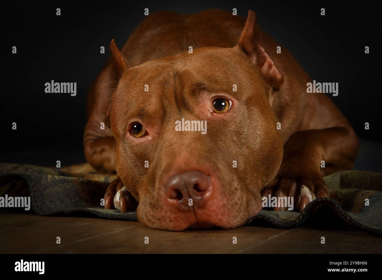 Il cane American Pit Bull Terrier steso sul pavimento con la museruola sulle zampe Foto Stock