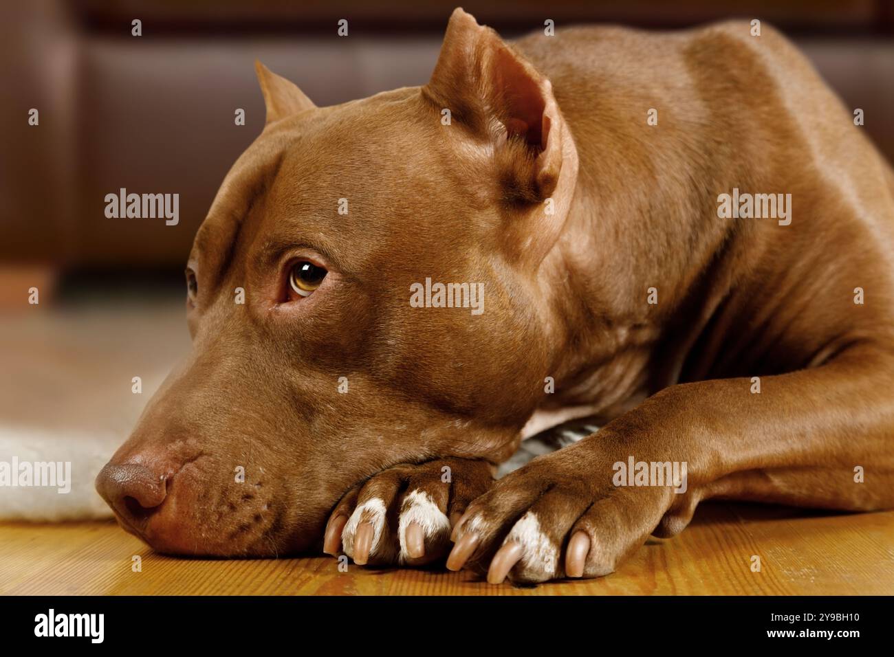 Il cane American Pit Bull Terrier è sdraiato sul pavimento con la museruola sulle zampe in salotto Foto Stock