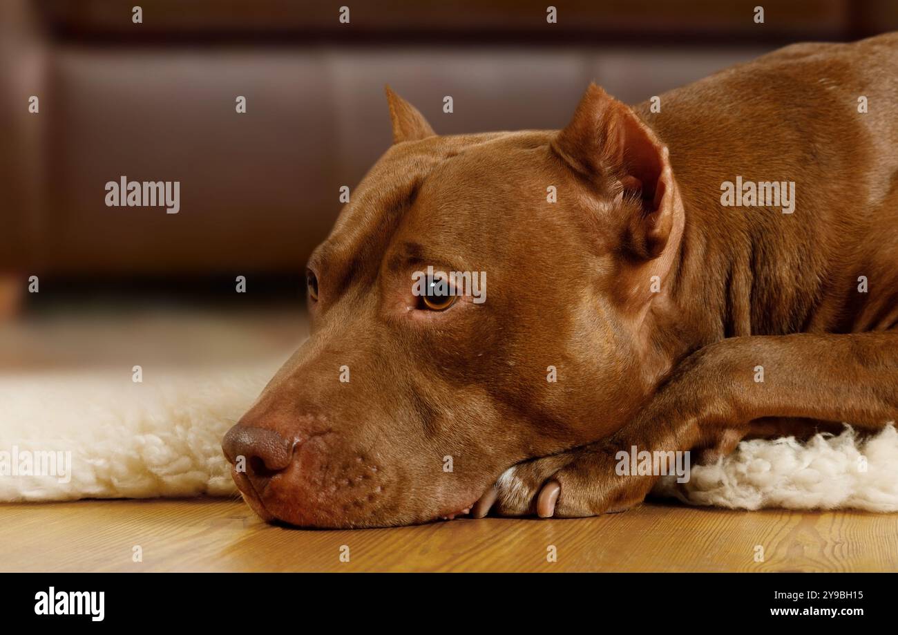 Cane americano Pit Bull Terrier di razza pura disteso sul pavimento con la museruola sulle zampe in salotto Foto Stock