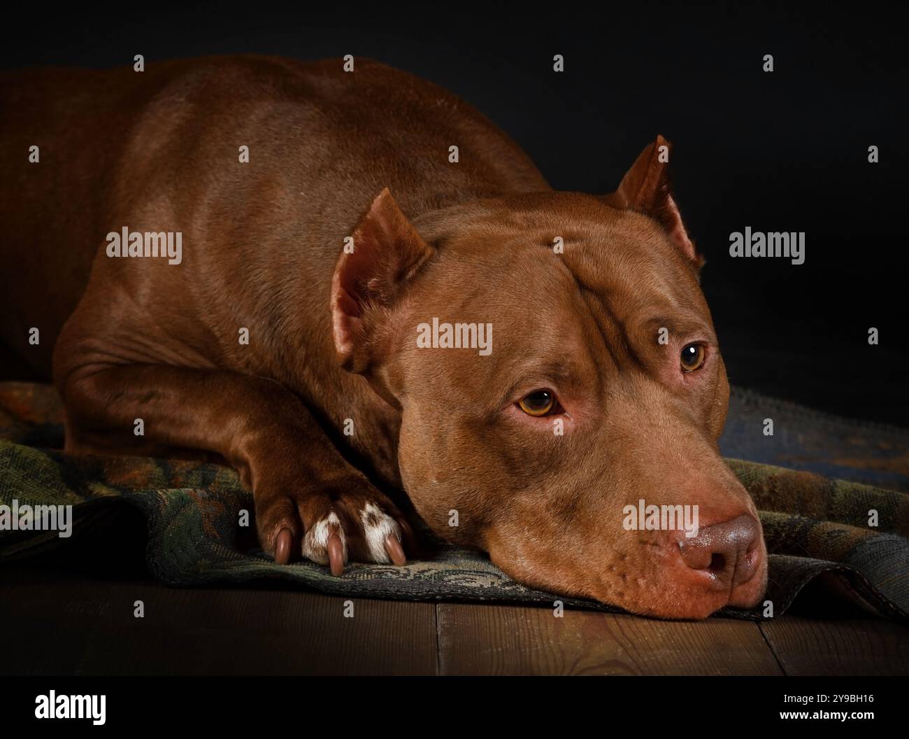 Cane americano Pit Bull Terrier di razza pura disteso sul pavimento con la museruola sulle zampe Foto Stock
