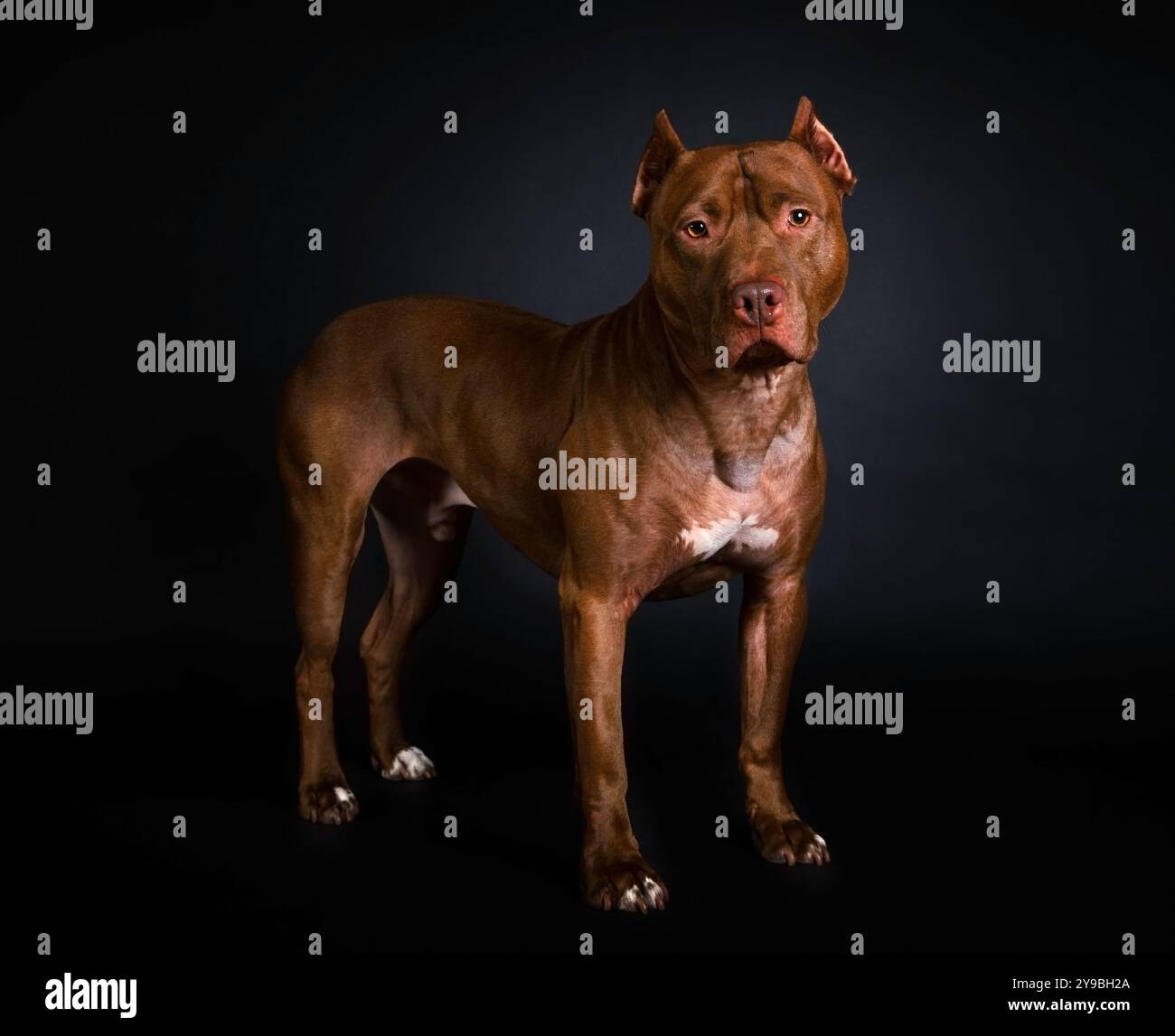 Bellissimo cane American Pit Bull Terrier su sfondo nero Foto Stock
